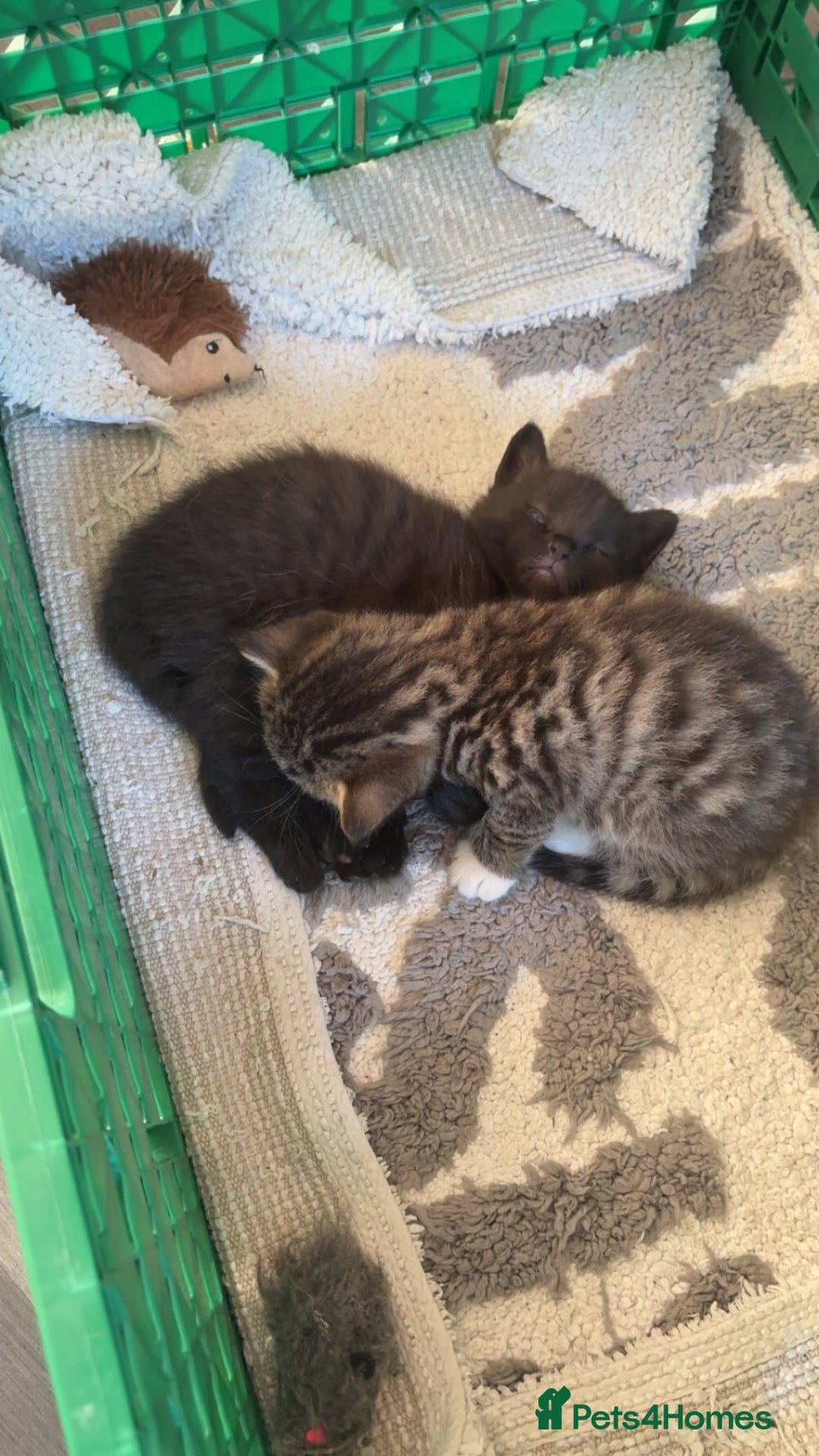 Domestic Shorthair cats for sale: 2 beautiful kittens for sale  - Image 3