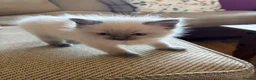 Ragdoll cats for sale: Beautiful Pure Ragdoll kittens - Advert 37