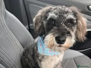 Schnoodle dogs Schnoodle for sale - Advert 14