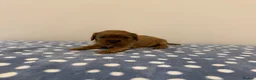 Cavalier King Charles Spaniel dogs for sale: Cavalier King Charles Ruby Puppys - Advert 4