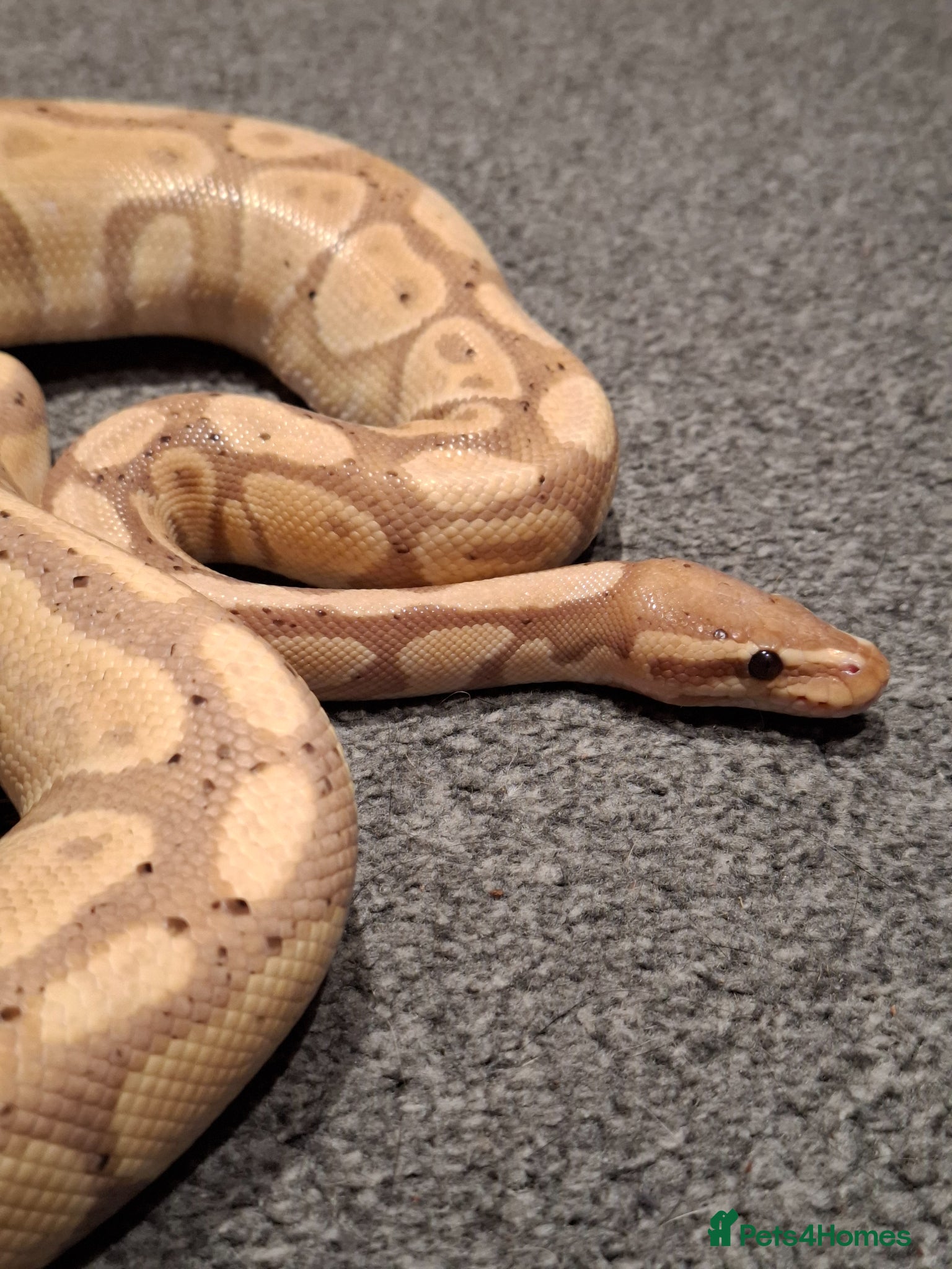 Python Snake reptiles Banana Ball Python - Advert 7