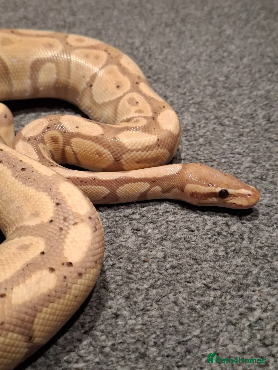 Python Snake reptiles for sale: Banana Ball Python in Perth - Advert 1