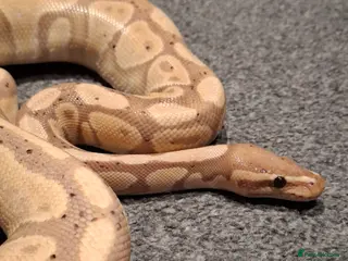 Python Snake reptiles Banana Ball Python - Advert 7