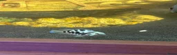 Sharks fish for sale: Tropical fish  in Port Talbot - Advert 6