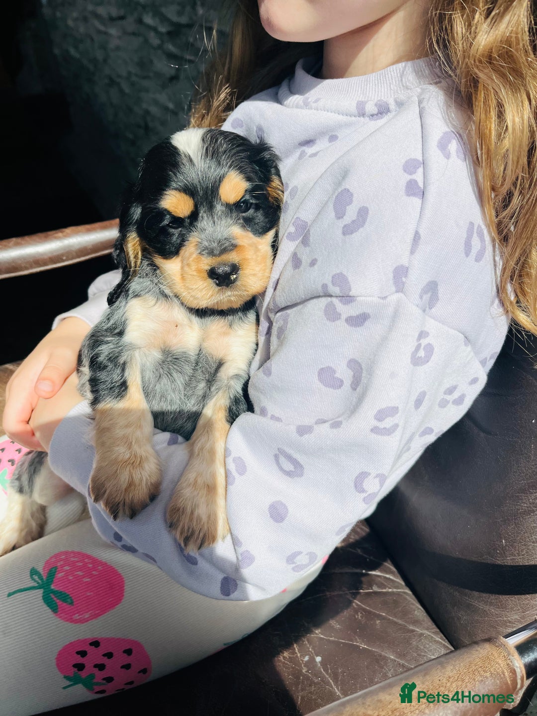 Cocker Spaniel dogs for sale: KC Health tested show type cocker spaniel puppies - Image 13