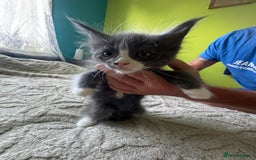 Maine Coon cats for sale: Gorgeous maine coon kittens  - Image 21