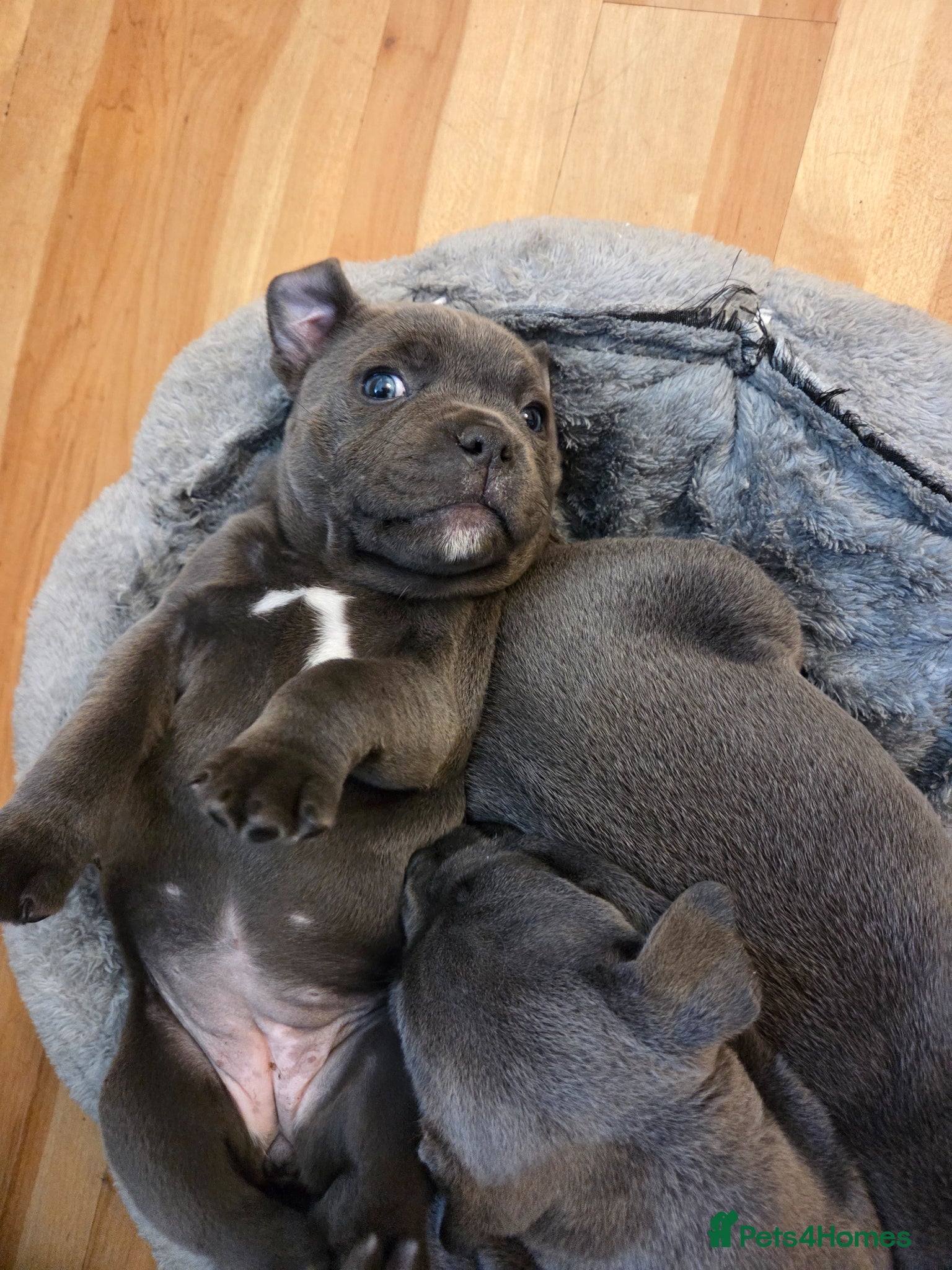Staffordshire Bull Terrier dogs LAST KC Staffordshire Bull Terrier  - Advert 14