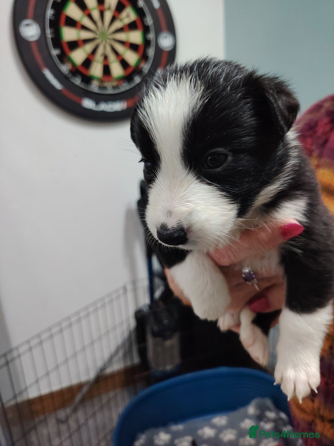 Border Collie dogs for sale: Border collie and blue merle  - Advert 12