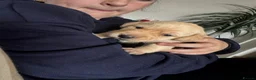 Labrador Retriever dogs for sale: Labrador puppies for sale - Advert 27