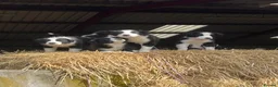 Border Collie dogs for sale: Border collie in Denbigh - Advert 4