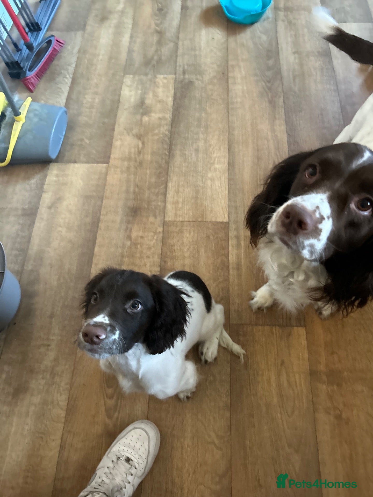 English Springer Spaniel dogs male puppy  - Advert 8