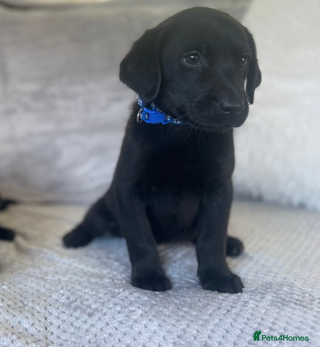Labrador Retriever dogs for sale: Stunning Chunky Labradors ready this weekend  - Image 5