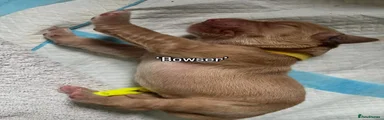 Bowser - yellow collar