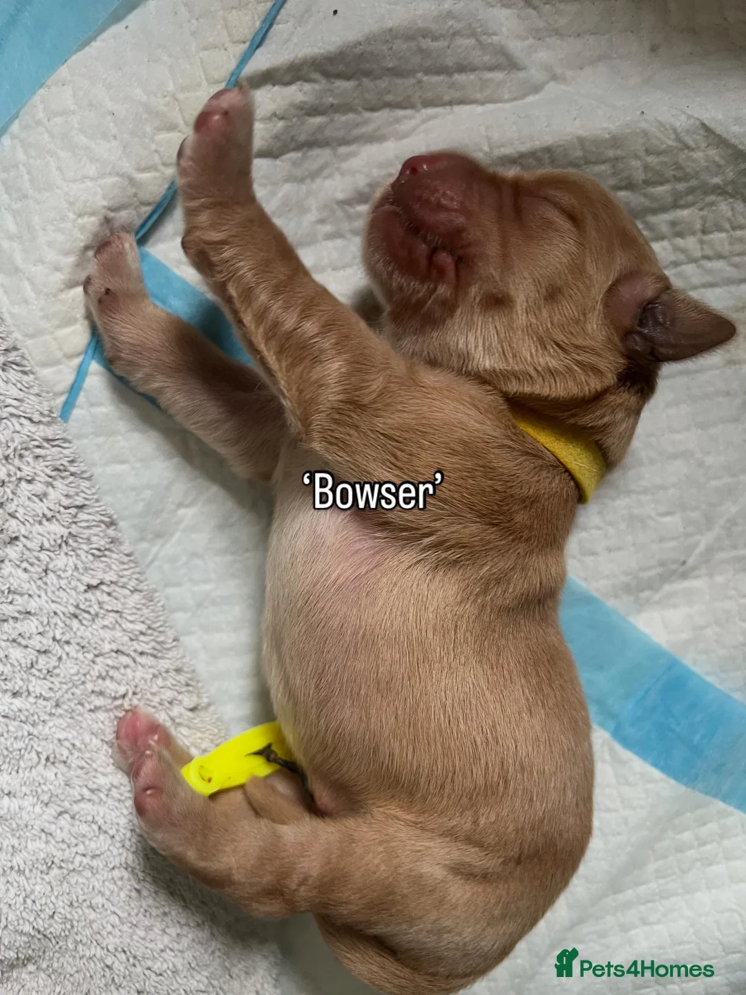 Golden Retriever dogs for sale: KC Reg Golden Retriever pups-ready mid August 2026 - Advert 2