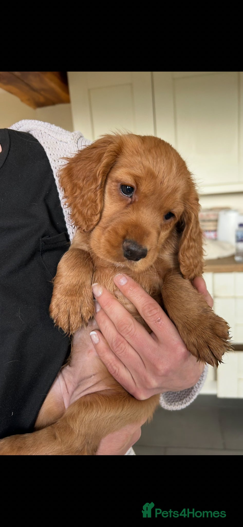 Cocker Spaniel dogs for sale: Top pedigree working cocker spaniel puppies! - Advert 1