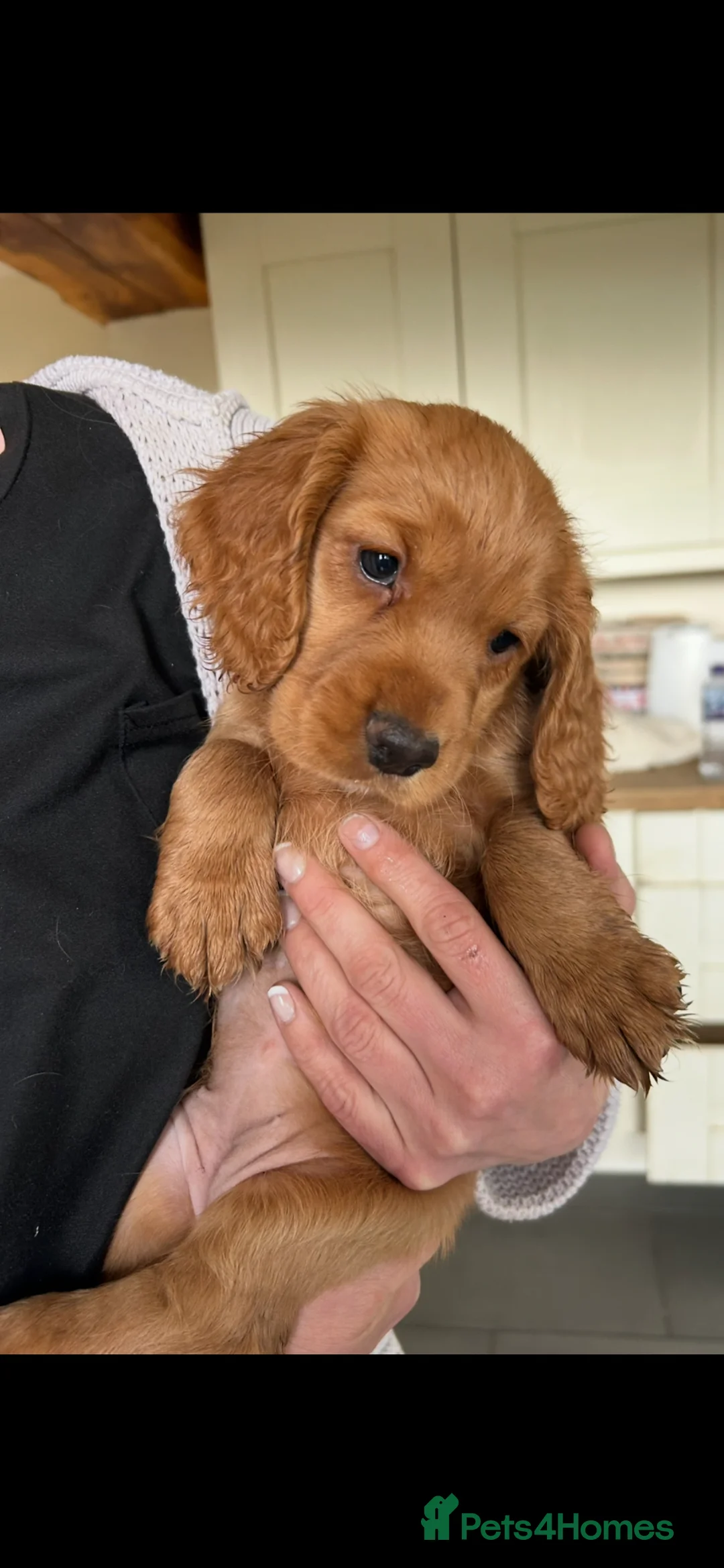 Cocker Spaniel dogs for sale: Top pedigree working cocker spaniel puppies! - Advert 1