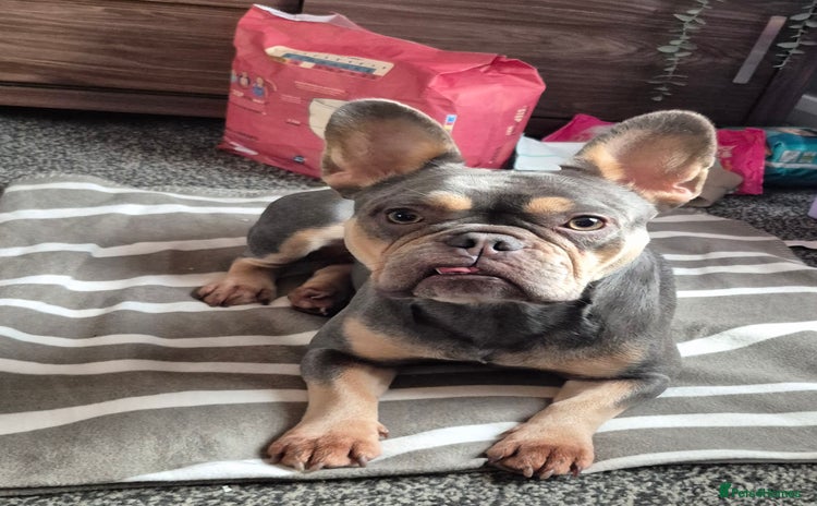 French Bulldog dogs - Advert 12
