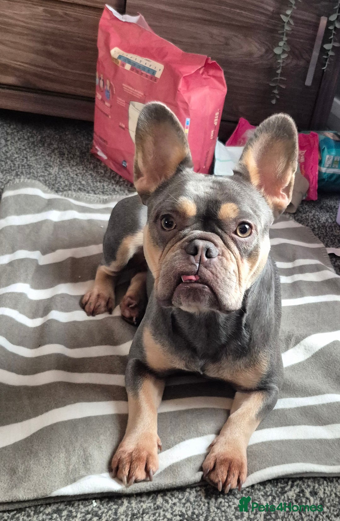 French Bulldog dogs for sale: Kiki female frenchie - Image 1