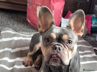 French Bulldog dogs - Advert 27