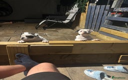 Olde English Bulldogge dogs for sale: Last 2 baby girls left  - Image 36