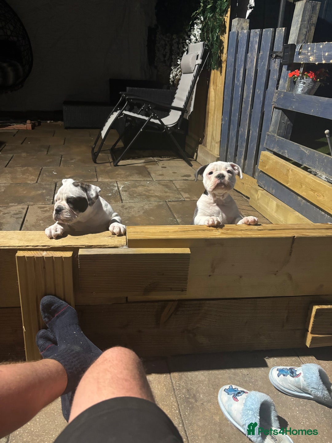 Olde English Bulldogge dogs for sale: Last 2 baby girls left  - Image 36