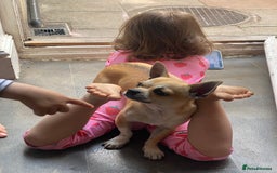 Chihuahua dogs for sale: Chihuahua puppy - Image 4