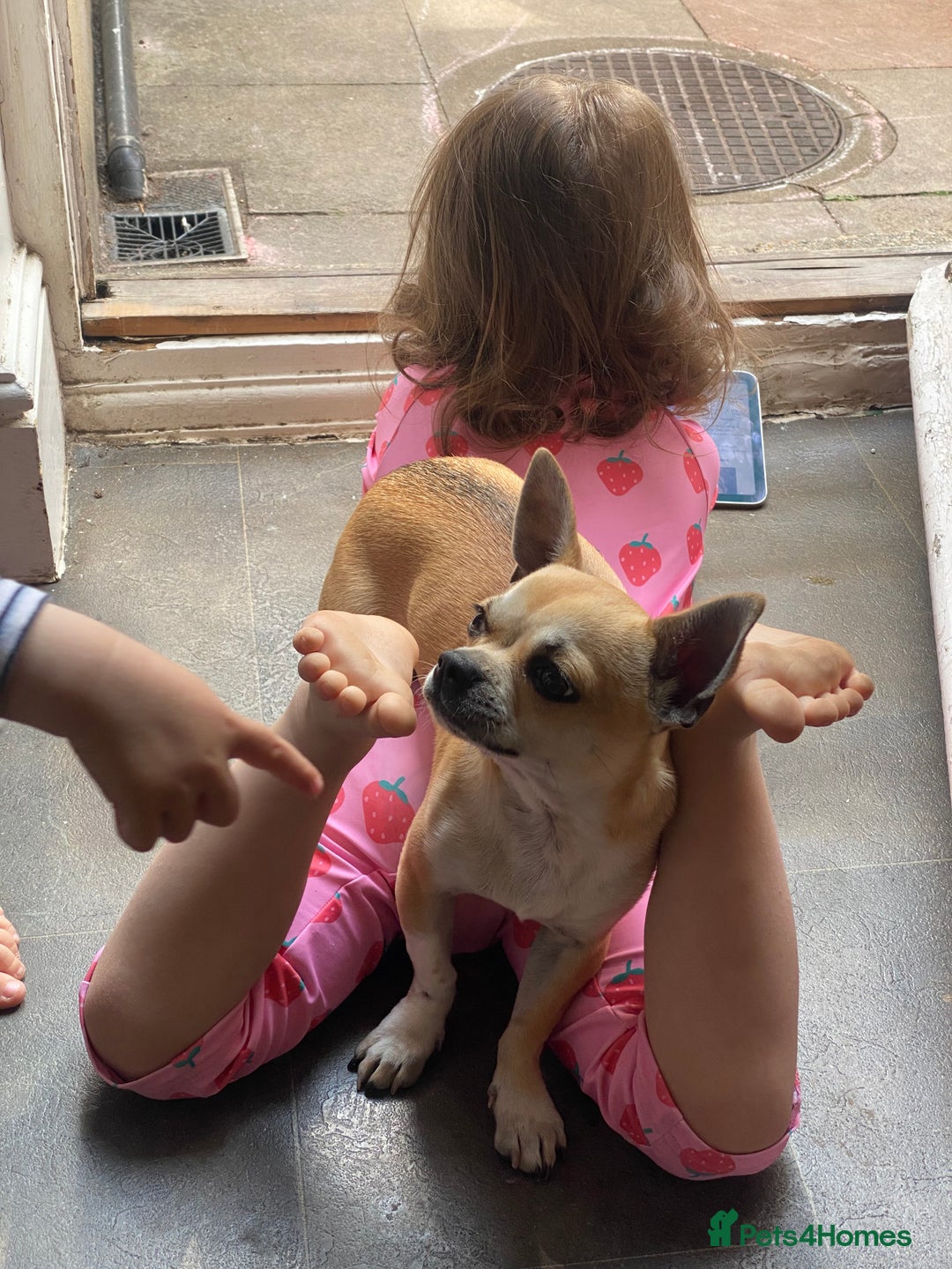 Chihuahua dogs for sale: Chihuahua puppy - Image 4
