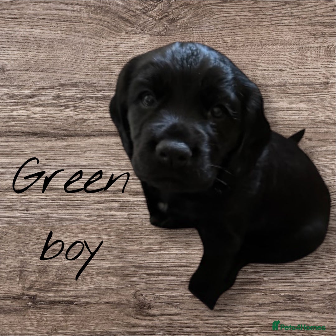 Cocker Spaniel dogs for sale: Stunning working cocker spaniels  - Advert 7