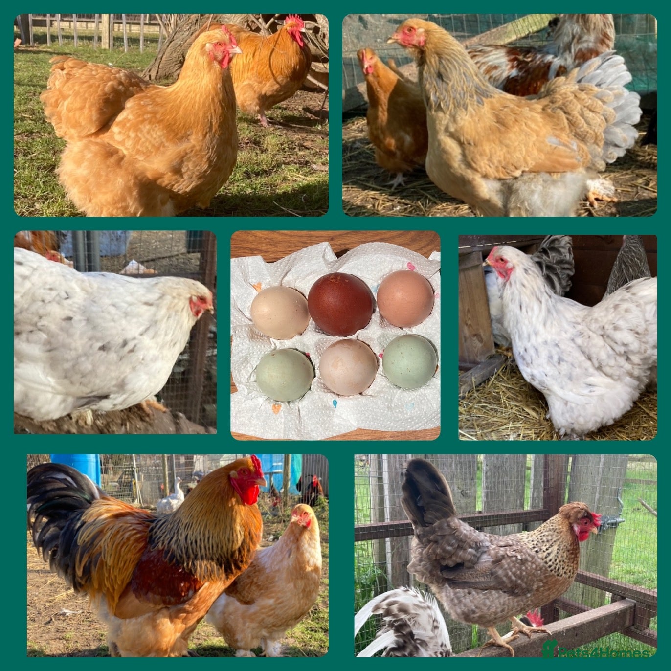 Chickens poultry Hatching Eggs & Chicks - Buffs, Brahma, and more! - Advert 1