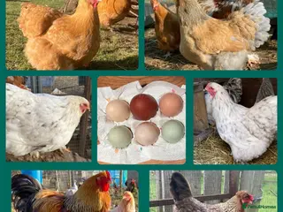 Chickens poultry for sale: Hatching Eggs & Chicks - Buffs, Brahma, and more! - Advert 1