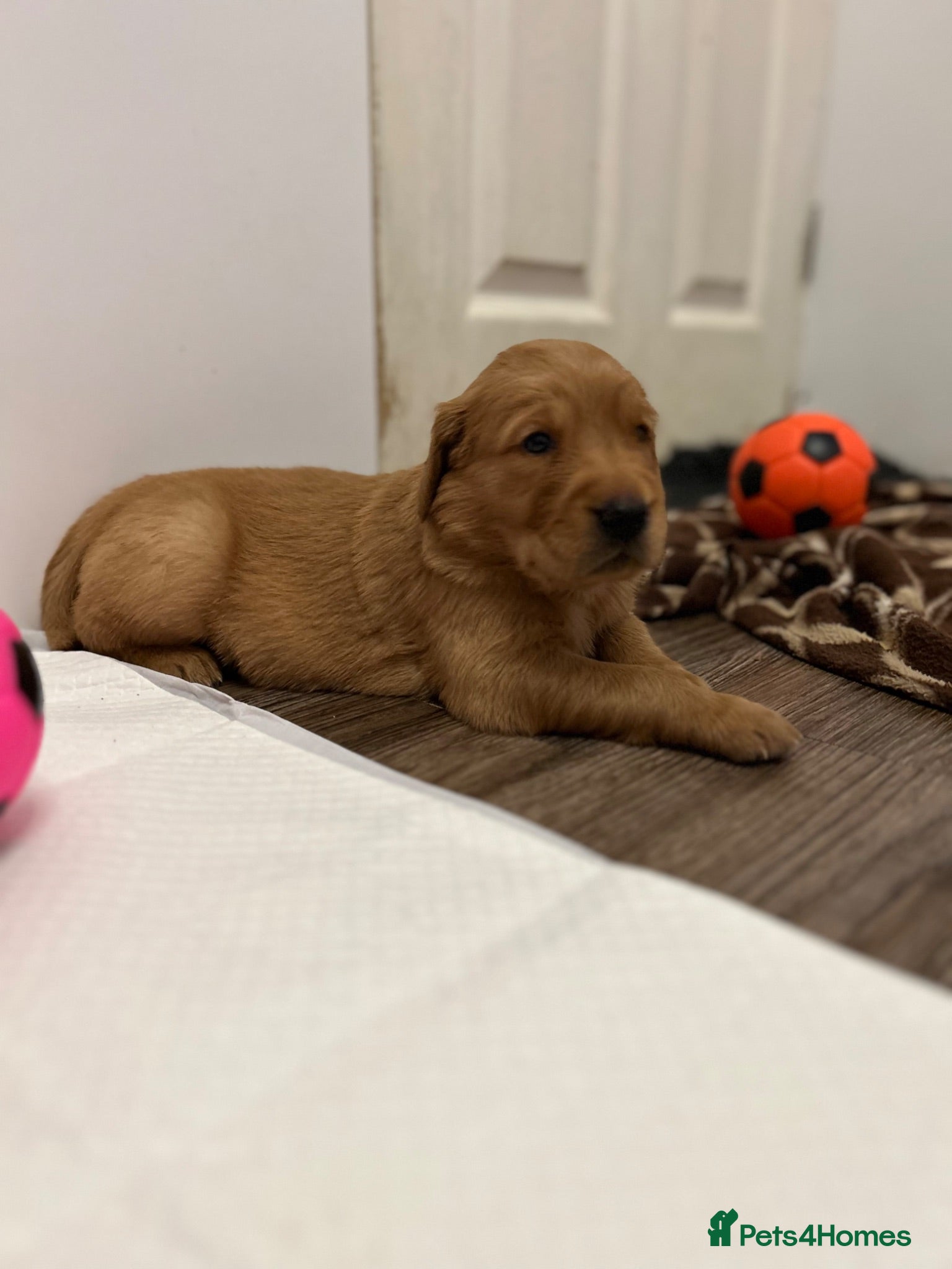 Golden Retriever dogs Beautiful litter of dark red golden retriever pups - Advert 2