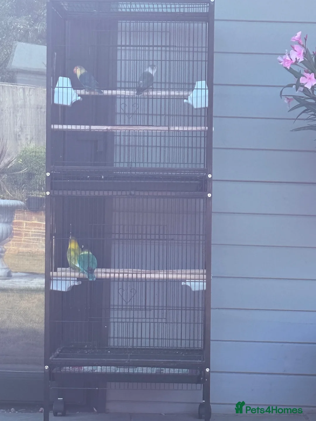 Lovebirds birds for sale: 4 lovebirds and cage  - Advert 6