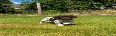 German Shorthaired Pointer 3