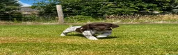 German Shorthaired Pointer dogs for sale: German shorthair pointer puppies  in Alford - Advert 12