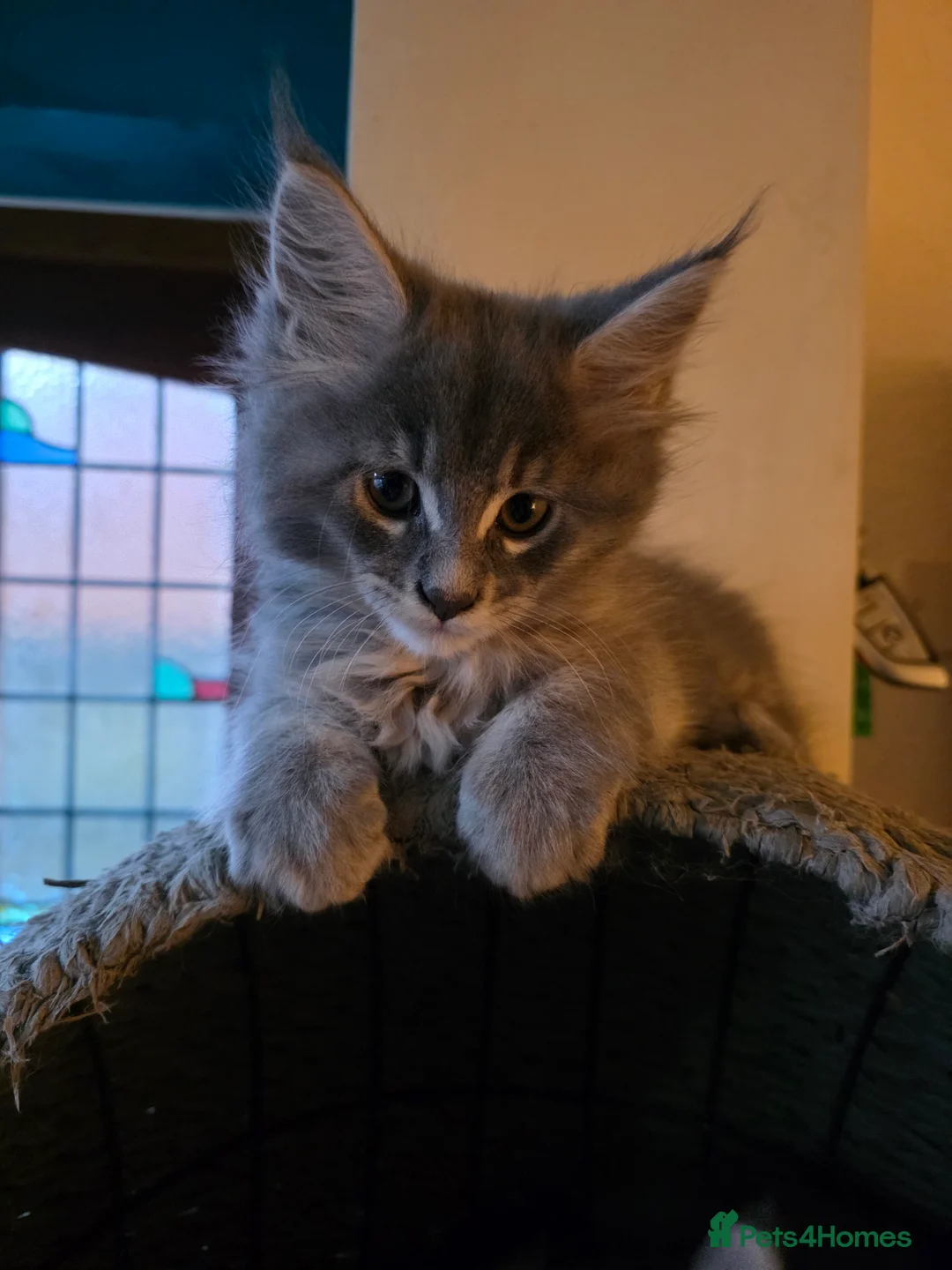 Maine Coon cats for sale: Beautiful Maine Coon Kittens 3 boys/ 2 girl  - Advert 4