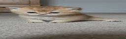 British Shorthair cats for sale: GCCF GOLDEN NY12 and BLUE GOLDEN AY12  - Advert 10
