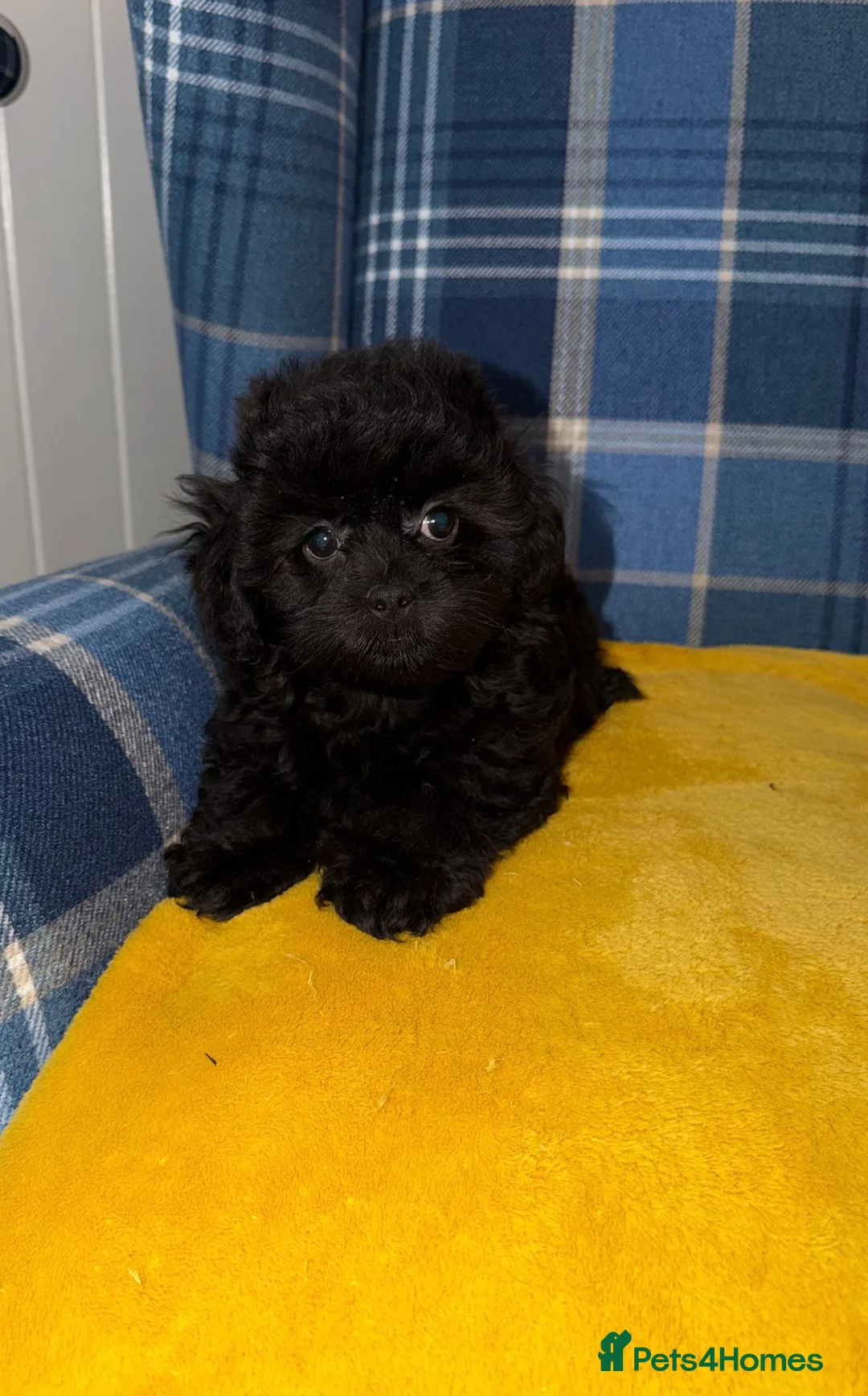 Shihpoo dogs for sale: Stunning Toy Shihpoos - Advert 2