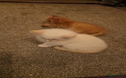 Mixed Breed cats for sale: Only one beautiful kitten remaining! - Image 10