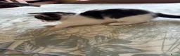 Mixed Breed cats for sale: 5 kittens ready for new homes  - Advert 3
