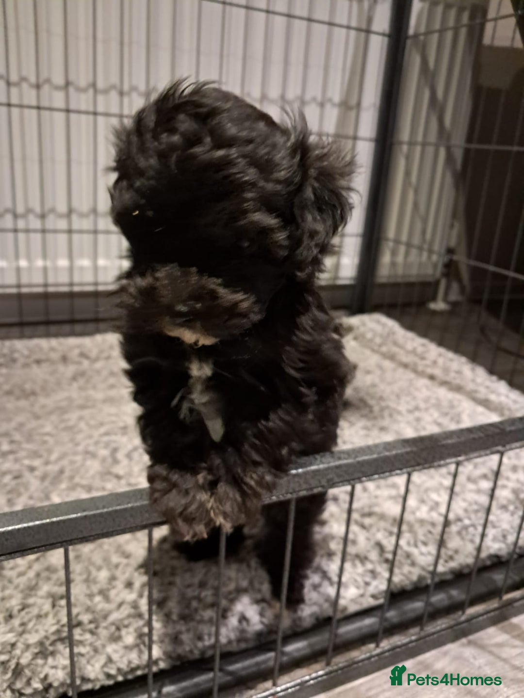 Maltipoo dogs for sale: Maltipoo pups ready now  - Advert 9