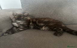 Maine Coon cats for sale: *READY NOW* STUNNING TICA ACTIVE FEMALE KITTEN  - Image 14