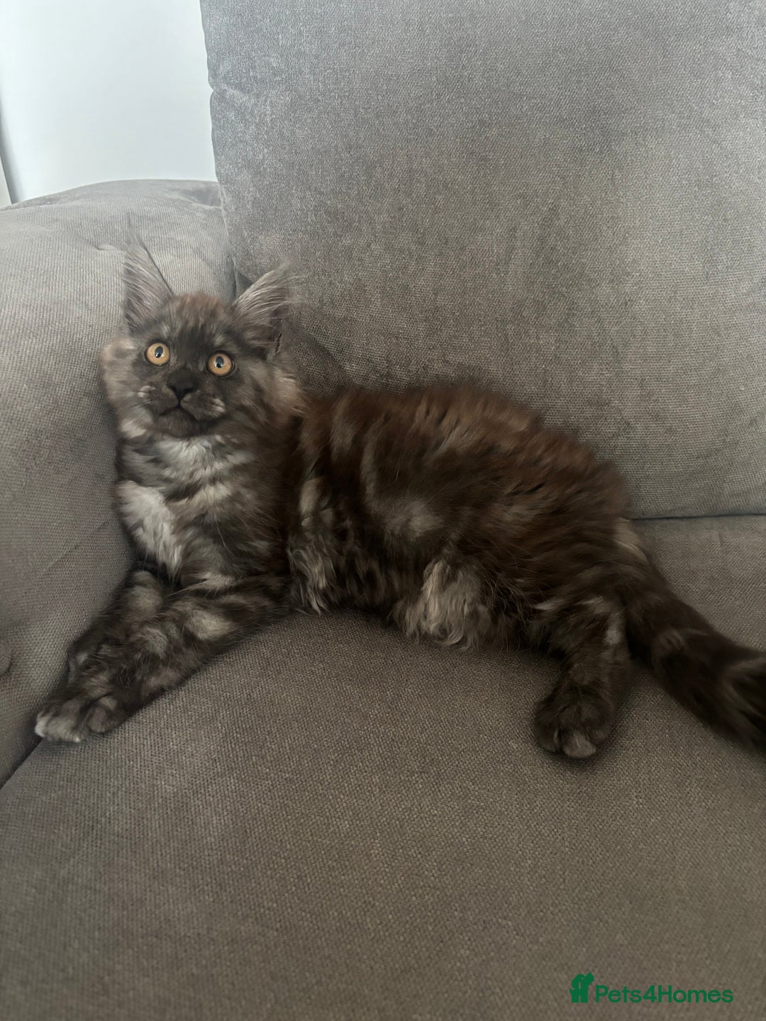 Maine Coon cats for sale: *READY NOW* STUNNING TICA ACTIVE FEMALE KITTEN  - Image 14