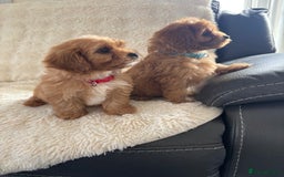 Cavapoo dogs for sale: *red cavapoos one boy left* - Image 6