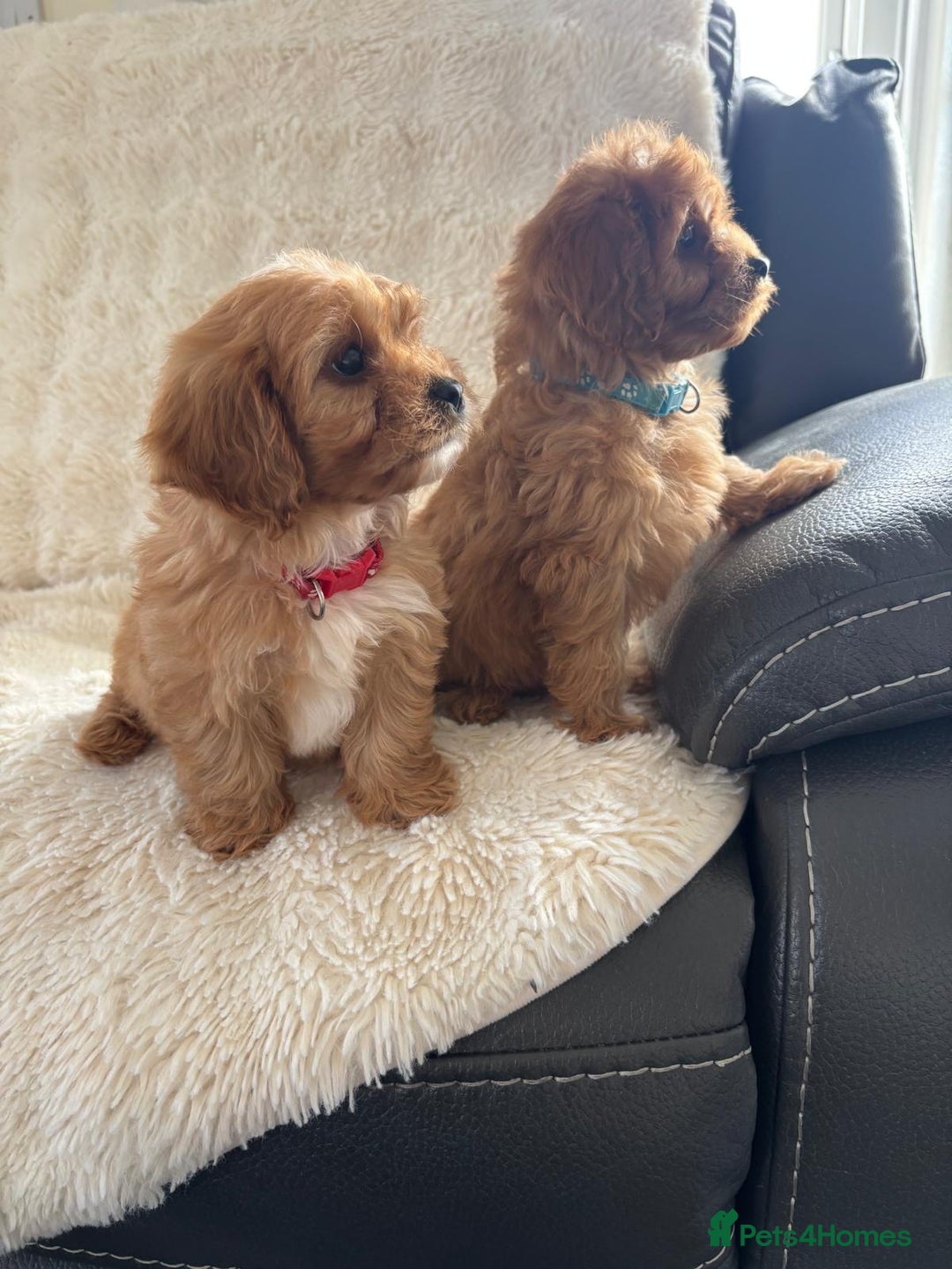 Cavapoo dogs for sale: *red cavapoos one boy left* - Image 6