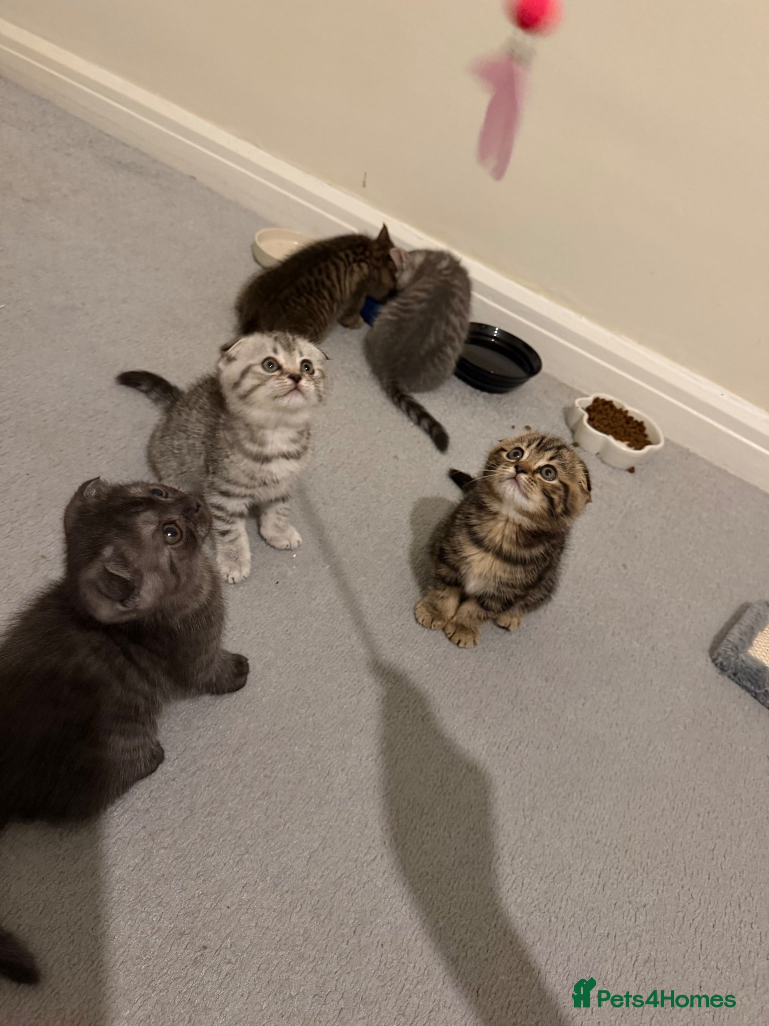 British Shorthair cats British shorthair  - Advert 1
