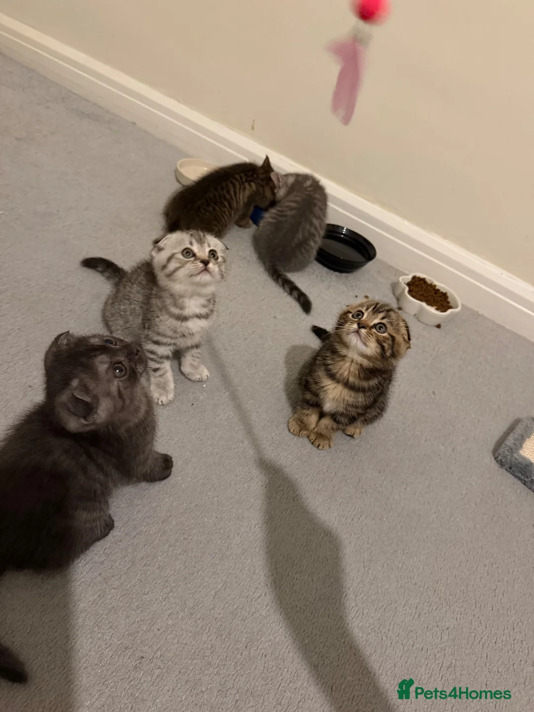 British Shorthair cats for sale: British shorthair  - Advert 1