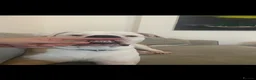 American Bulldog dogs for sale: Ghost in Hemel Hempstead - Advert 6