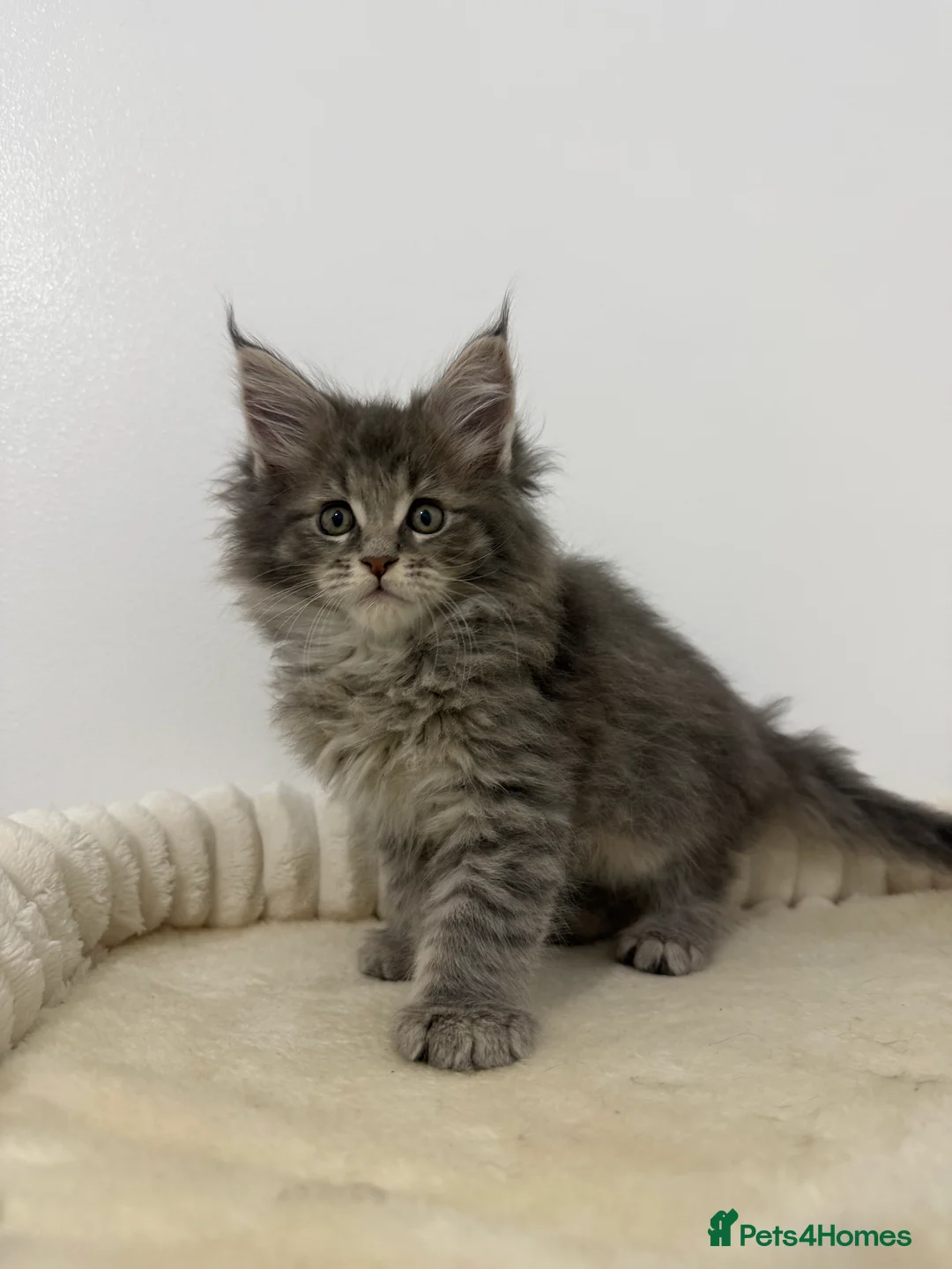 Maine Coon cats for sale: XL RUSSIAN CUBS 🇷🇺💙 - Advert 7