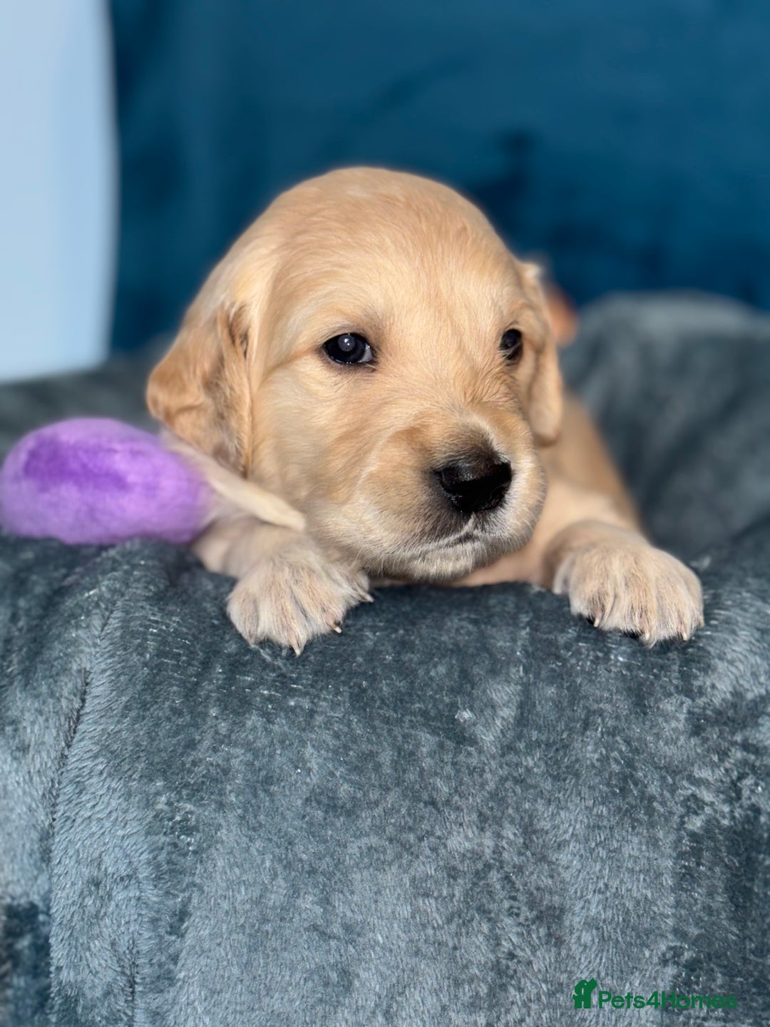 Golden Retriever dogs for sale: Gorgeous Golden Retriever Puppies - Image 4