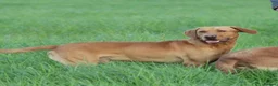 Labrador Retriever dogs for stud: Extensively Health Tested  Fox Red Labrador Stud in Totnes - Advert 9